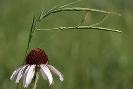 Foto - Onları görmek mümkün değil