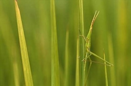 Foto - Onları görmek mümkün değil
