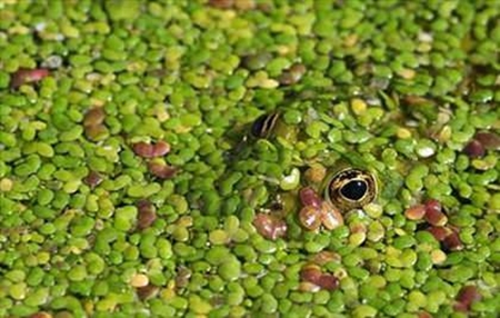 Foto - Onları görmek mümkün değil
