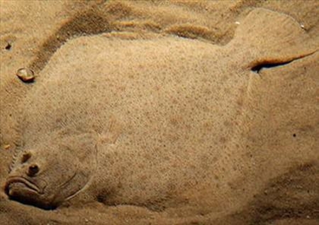 Foto - Onları görmek mümkün değil