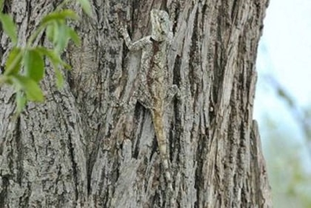 Foto - Onları görmek mümkün değil