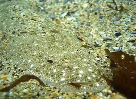 Foto - Onları görmek mümkün değil