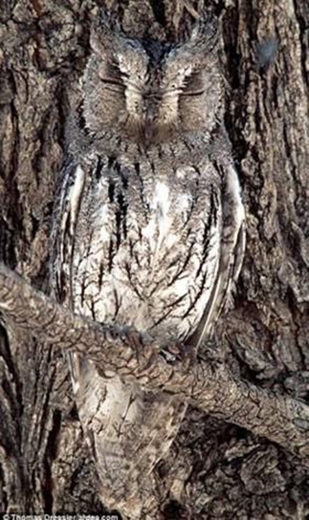 Foto - Onları görmek mümkün değil