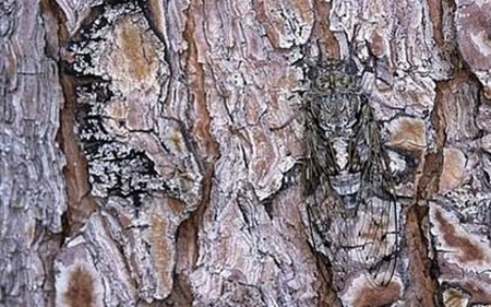 Foto - Onları görmek mümkün değil