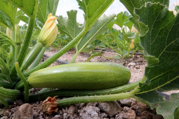 Foto - Onların yaptığını birçok kişi yapmaz! Bu yaşta yaptıklarını duyunca şaşıracaksınız