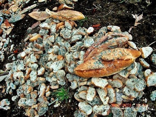 Foto - Önü bir türlü kesilemiyor ‘Kriz’ diye tepinenler buna el atsın