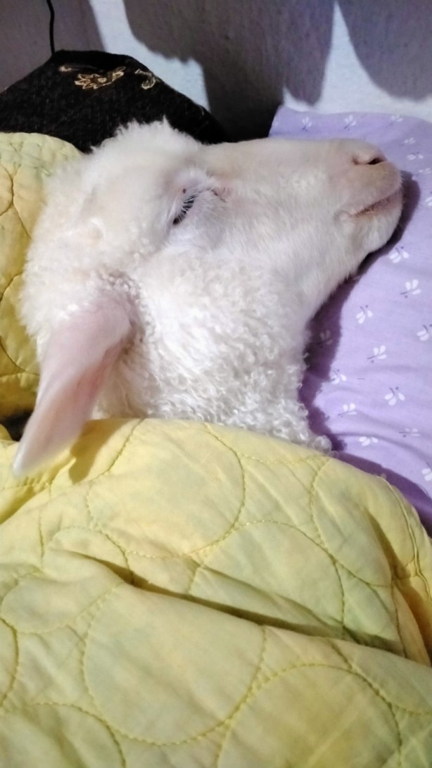 Foto - Onu görenler şaşırıyor Alışveriş sepetinde ilginç görüntü