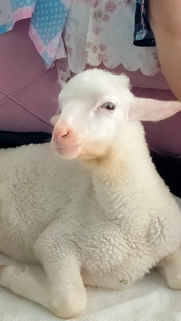 Foto - Onu görenler şaşırıyor Alışveriş sepetinde ilginç görüntü