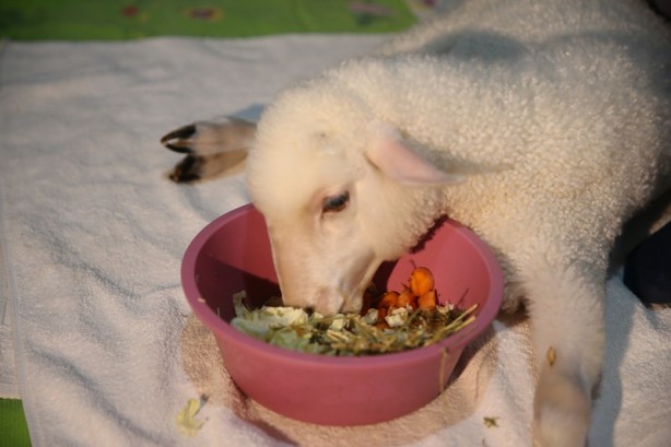 Foto - Onu görenler şaşırıyor Alışveriş sepetinde ilginç görüntü