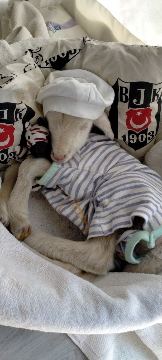 Onu görenler şaşırıyor Alışveriş sepetinde ilginç görüntü