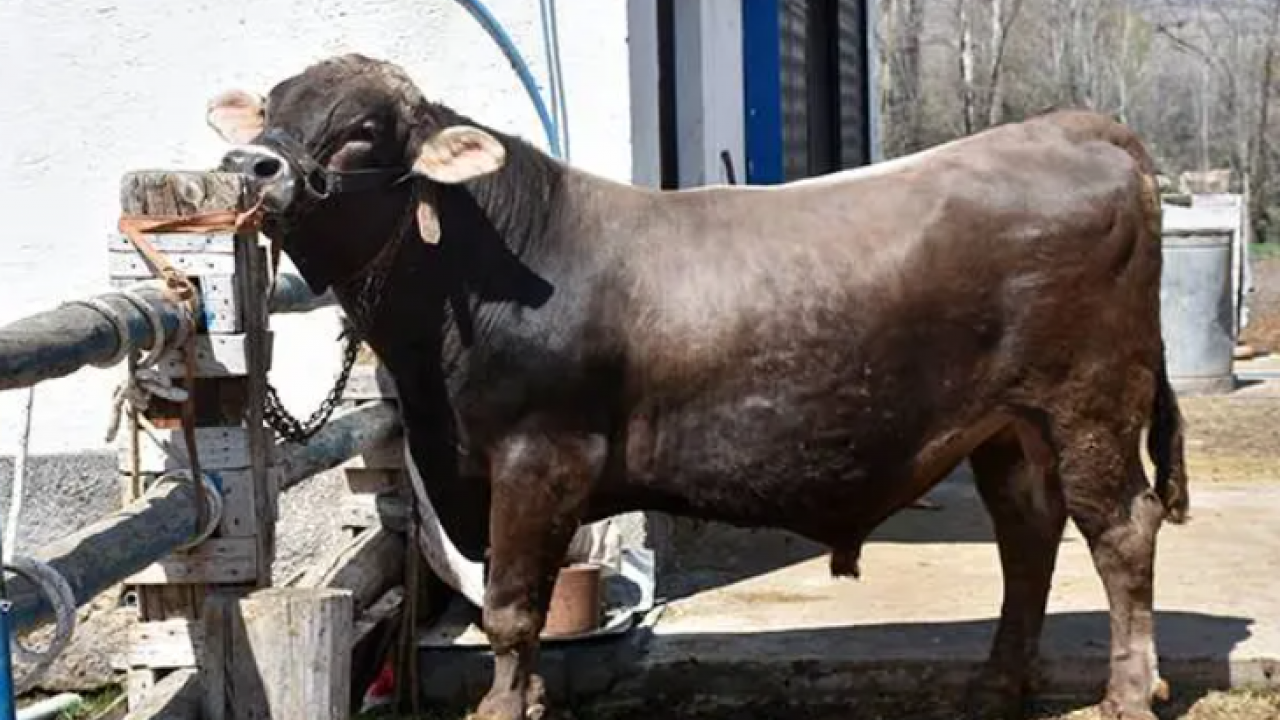 Onu satmaya kıyamıyorlar: 1 tonluk Poyraz'ın dudak uçuklatan fiyatı! 