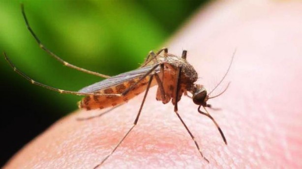 Foto - Onun tadına doyamıyorlar! İşte sivrisineklerin vazgeçemediği kan grubu...