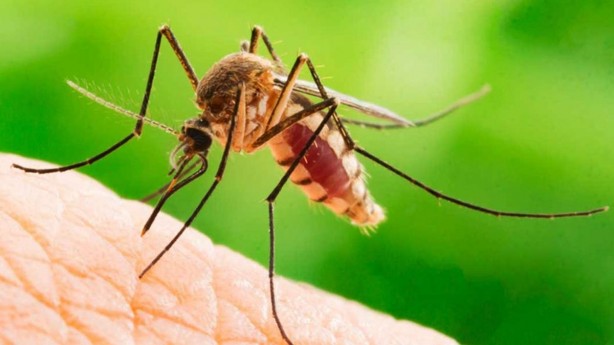 Onun tadına doyamıyorlar! İşte sivrisineklerin vazgeçemediği kan grubu...