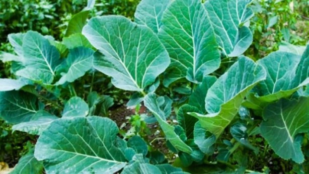 Foto - Onun yüzüne dahi bakmıyoruz! Oysa haftada bir yiyen bile hastanenin yolunu unutuyor! İşte o harika sebze