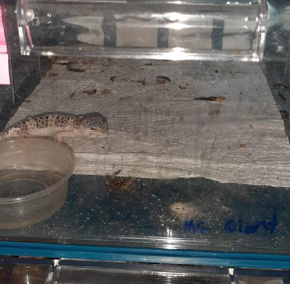Operasyona giden polisler şaşkına döndü! 16 adet piton, 38 adet kertenkele, 53 adet örümcek...