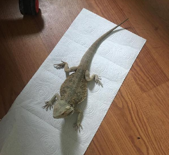 Foto - Operasyona giden polisler şaşkına döndü! 16 adet piton, 38 adet kertenkele, 53 adet örümcek...