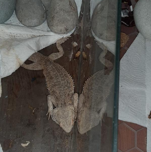 Foto - Operasyona giden polisler şaşkına döndü! 16 adet piton, 38 adet kertenkele, 53 adet örümcek...