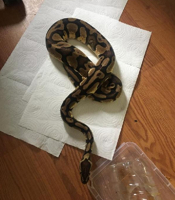 Foto - Operasyona giden polisler şaşkına döndü! 16 adet piton, 38 adet kertenkele, 53 adet örümcek...