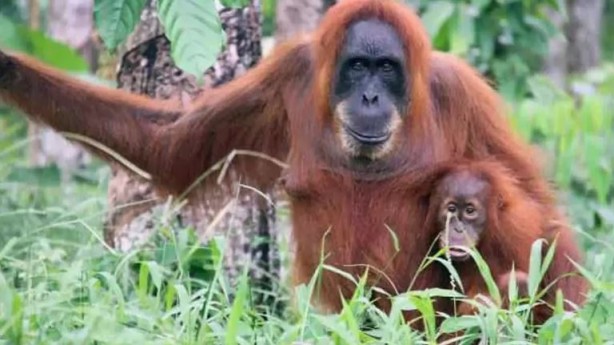 Orangutanların tıbbi yeteneği ilk kez keşfedildi! Şifalı bir bitkiyi kullandılar