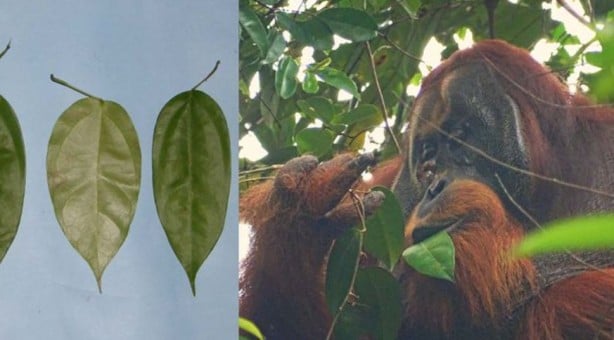 Foto - Orangutanların tıbbi yeteneği ilk kez keşfedildi! Şifalı bir bitkiyi kullandılar