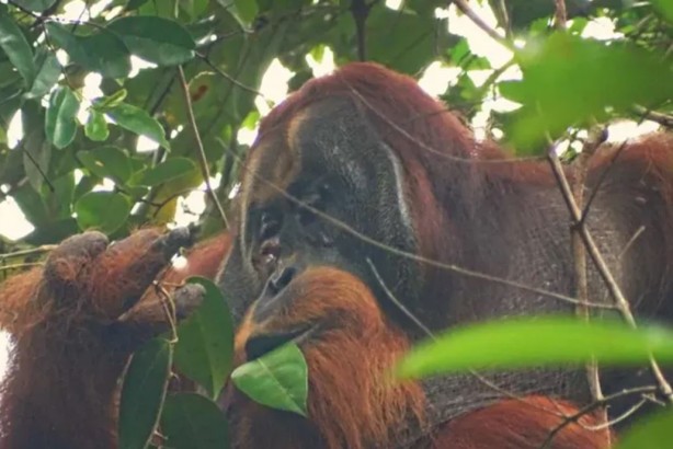 Foto - Orangutanların tıbbi yeteneği ilk kez keşfedildi! Şifalı bir bitkiyi kullandılar