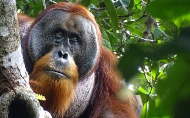 Foto - Orangutanların tıbbi yeteneği ilk kez keşfedildi! Şifalı bir bitkiyi kullandılar