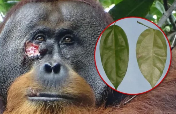 Foto - Orangutanların tıbbi yeteneği ilk kez keşfedildi! Şifalı bir bitkiyi kullandılar