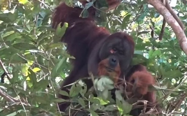 Foto - Orangutanların tıbbi yeteneği ilk kez keşfedildi! Şifalı bir bitkiyi kullandılar