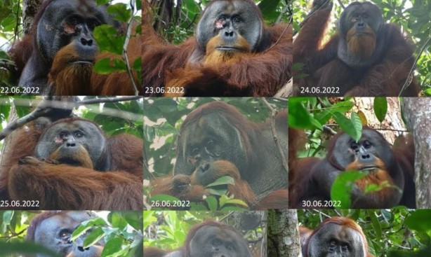 Foto - Orangutanların tıbbi yeteneği ilk kez keşfedildi! Şifalı bir bitkiyi kullandılar