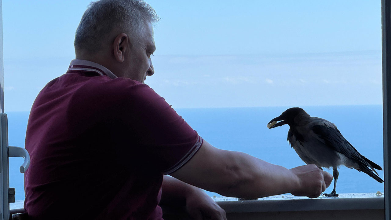 Foto - Ordu fındıkçı Kemal ile karga Şakir’i konuşuyor! Kıskandıran dostluk