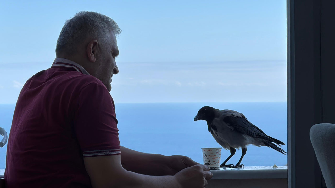 Foto - Ordu fındıkçı Kemal ile karga Şakir’i konuşuyor! Kıskandıran dostluk