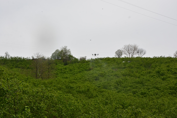 Ordu'da fındık bahçeleri ZİHA ile ilaçlanmaya başlandı