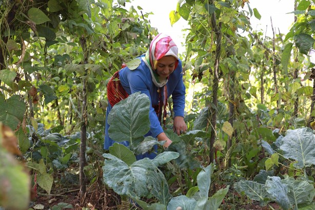 Foto - Ordu’da ‘zeytinyağlı karalahana sarması’ tescillendi