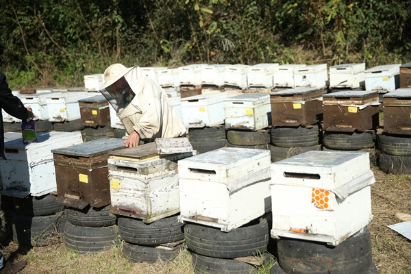 Foto - Ordulu arıcılar bu sezon 18 bin ton bal topladı