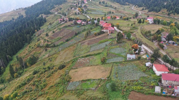 Foto - Ordu'nun yaylasında yetişiyor! Yöre halkına ciddi gelir getiriyor