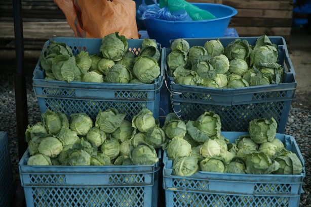 Foto - Ordu'nun yaylasında yetişiyor! Yöre halkına ciddi gelir getiriyor