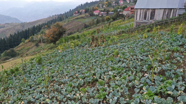 Foto - Ordu'nun yaylasında yetişiyor! Yöre halkına ciddi gelir getiriyor