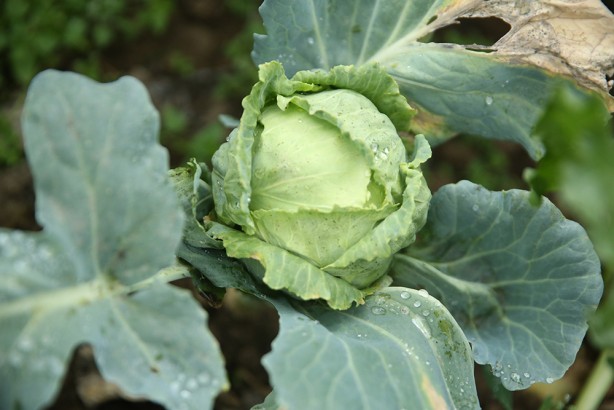 Foto - Ordu'nun yaylasında yetişiyor! Yöre halkına ciddi gelir getiriyor
