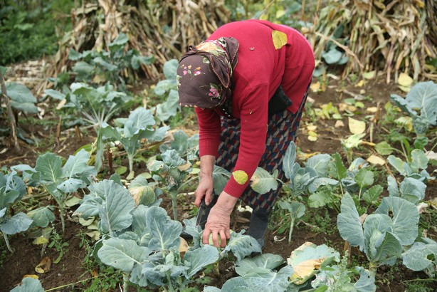 Foto - Ordu'nun yaylasında yetişiyor! Yöre halkına ciddi gelir getiriyor