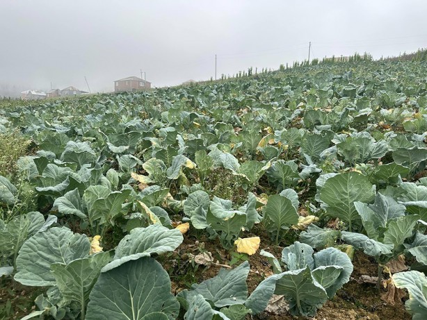 Foto - Ordu'nun yaylasında yetişiyor! Yöre halkına ciddi gelir getiriyor