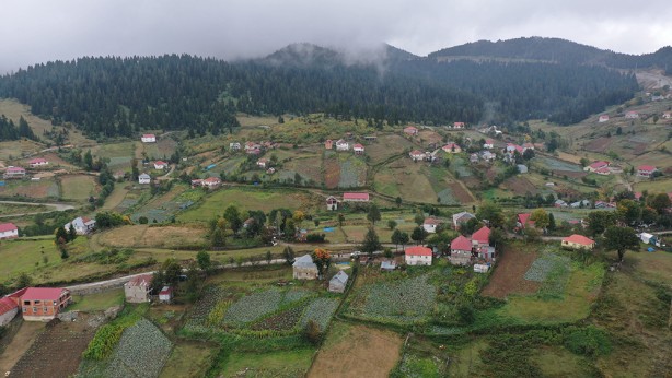 Ordu'nun yaylasında yetişiyor! Yöre halkına ciddi gelir getiriyor