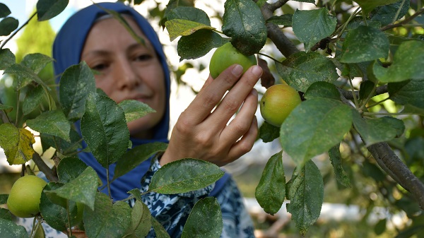Foto - Organik sirke ararken üretici oldu
