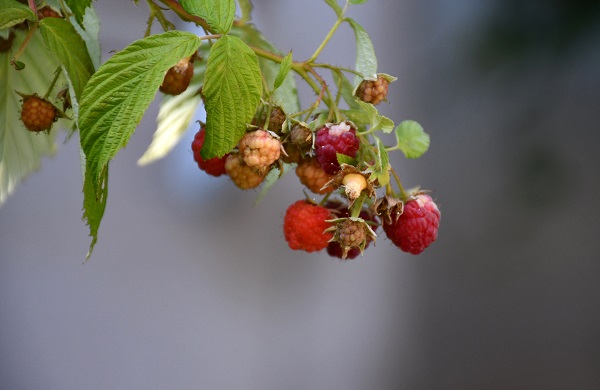 Foto - Organik sirke ararken üretici oldu