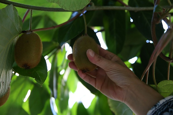 Foto - Organik sirke ararken üretici oldu