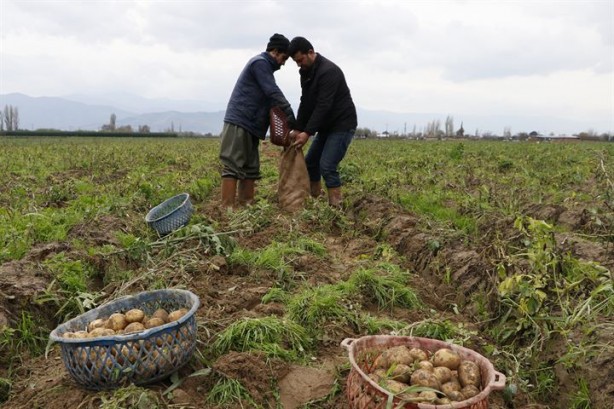 Foto - Organik üretiliyor, piyasanın 3 katı fiyata satılıyor