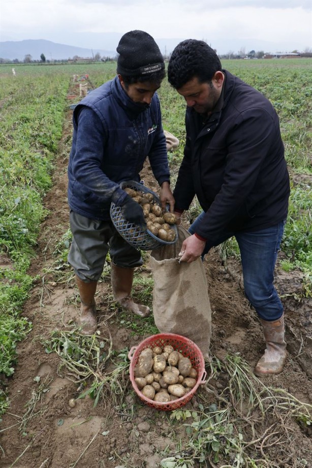 Foto - Organik üretiliyor, piyasanın 3 katı fiyata satılıyor