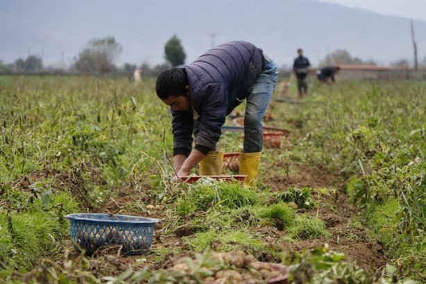 Organik üretiliyor, piyasanın 3 katı fiyata satılıyor