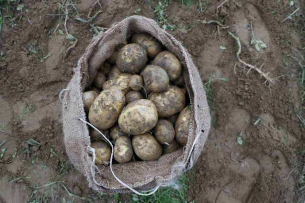 Foto - Organik üretiliyor, piyasanın 3 katı fiyata satılıyor