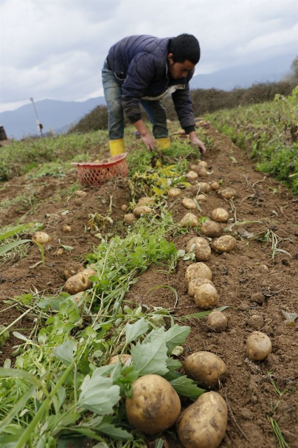 Foto - Organik üretiliyor, piyasanın 3 katı fiyata satılıyor