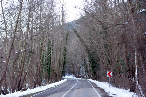 Foto - Orman denizi, tam bir oksijen deposu